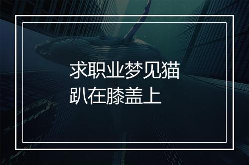 求职业梦见猫趴在膝盖上