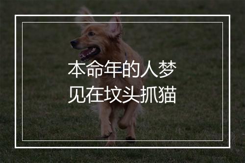 本命年的人梦见在坟头抓猫