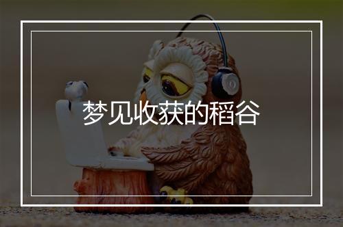 梦见收获的稻谷