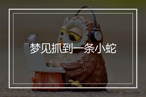 梦见抓到一条小蛇