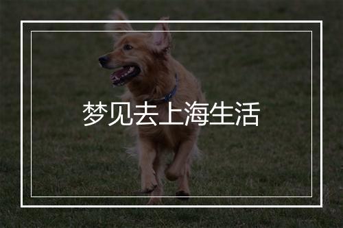 梦见去上海生活