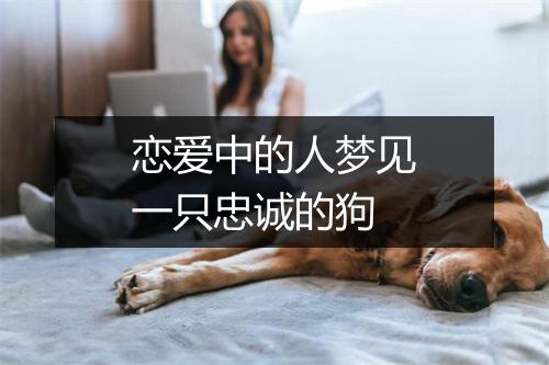 恋爱中的人梦见一只忠诚的狗